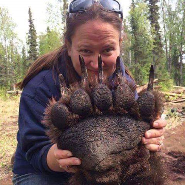  Algunos De Los Animales Más Grandes Del Mundo, pata de un oso grizzly