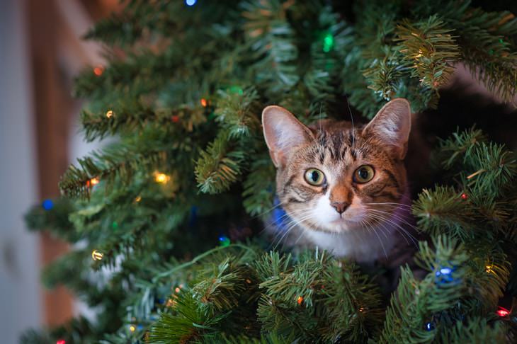 Cómo preparar las fiestas gato en un árbol de Navidad