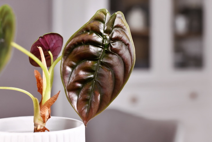 Las plantas más caras Alocasia joya (Alocasia Azlanii)