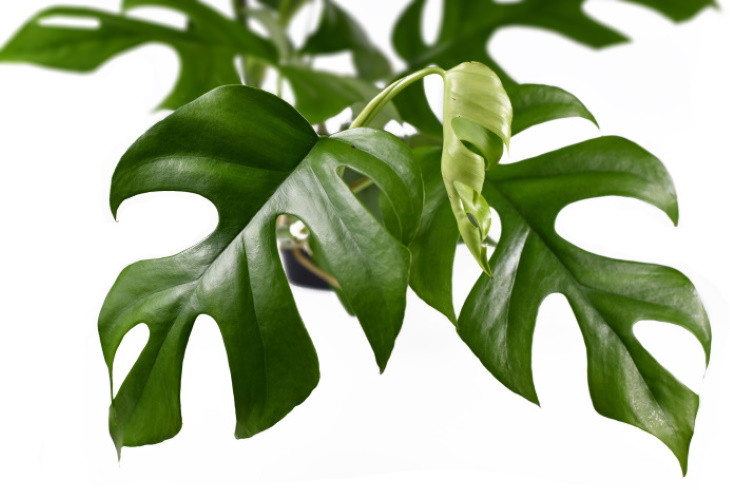 Las plantas más caras Variegate Mini Monstera (Rhaphidophora tetrasperma) $700-8,150