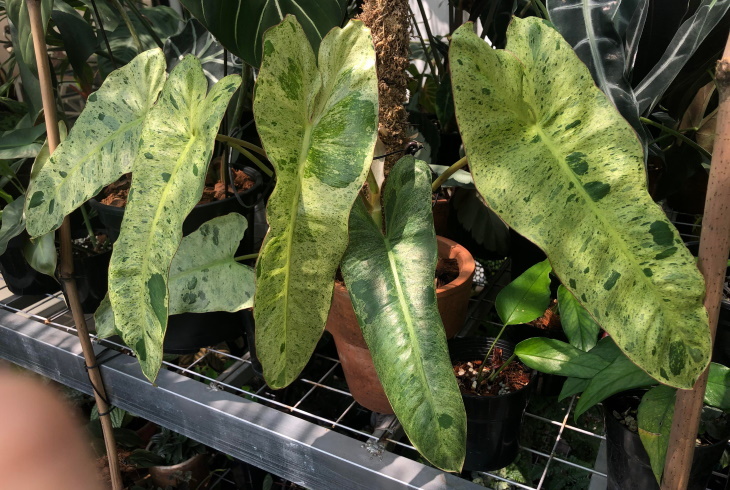 Las plantas más caras Philodendron Paraiso Verde $100-300