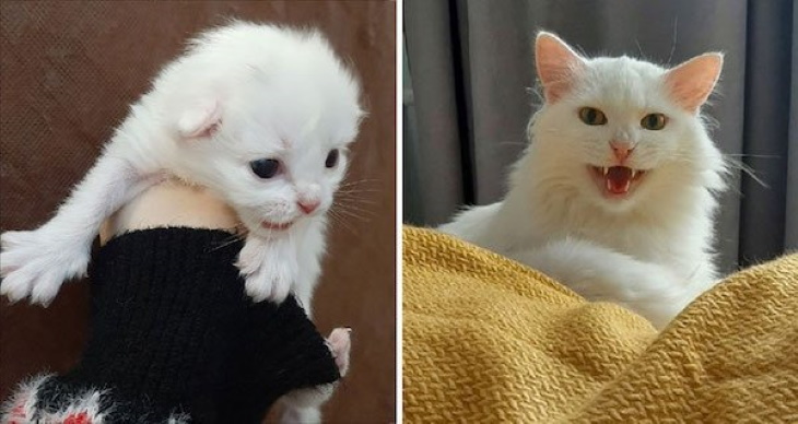 Gatitos Convertidos En Adultos, gato blanco