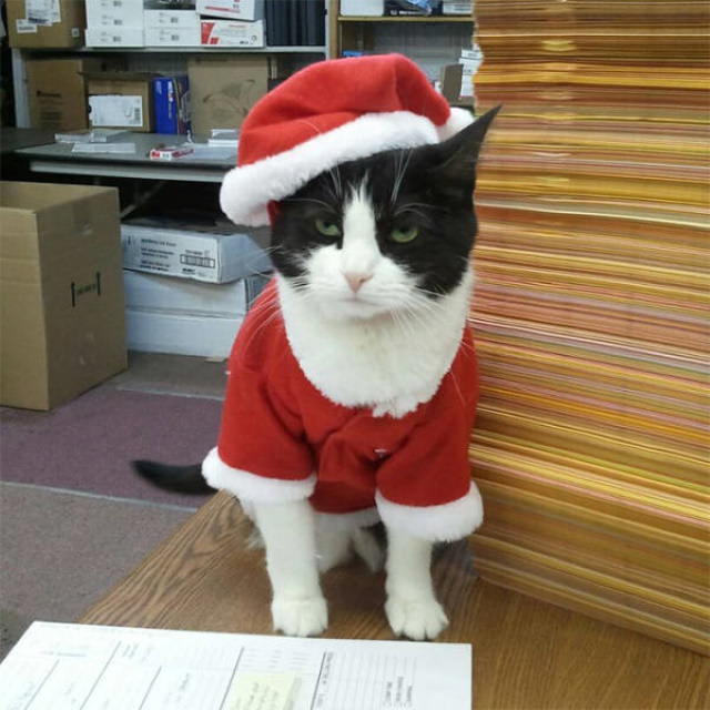 Mascotas Que Odiaron Sus Disfraces Navideños, gato con disfraz en la oficina