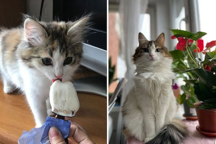 Gatitos Convertidos En Adultos, gato comiendo helado