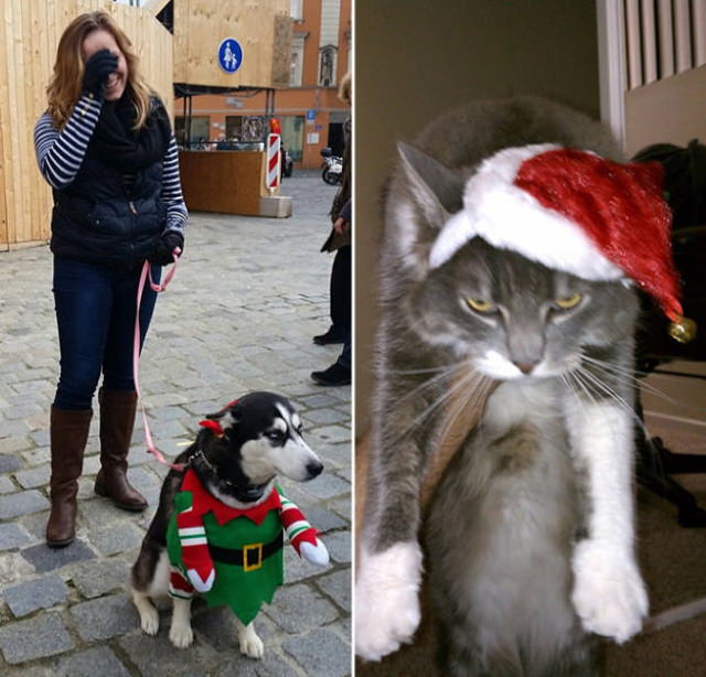 Mascotas Que Odiaron Sus Disfraces Navideños,  perro y gatos con disfraces navideños