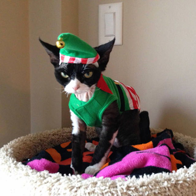 Mascotas Que Odiaron Sus Disfraces Navideños, gato vestido de duende navideño