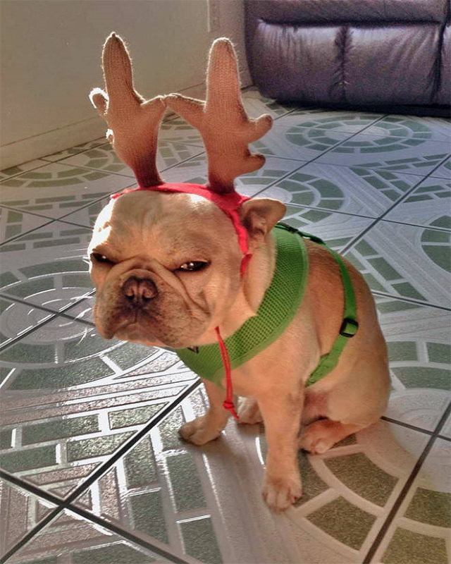 Mascotas Que Odiaron Sus Disfraces Navideños,  La versión canina del Grinch
