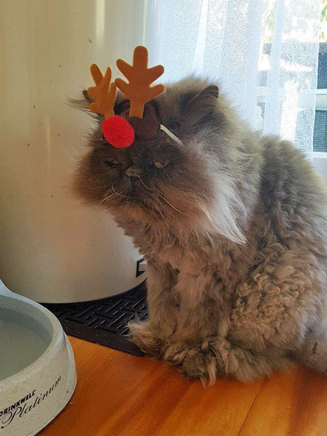 Mascotas Que Odiaron Sus Disfraces Navideños,  gato con orejas de reno