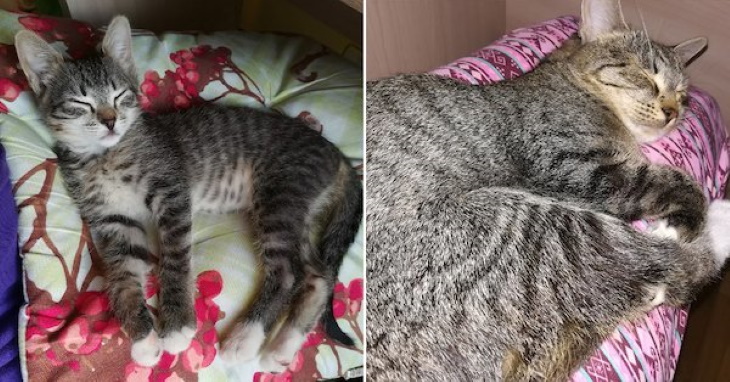 Gatitos Convertidos En Adultos, gato con rayas durmiendo