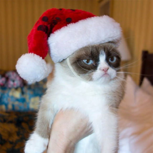Mascotas Que Odiaron Sus Disfraces Navideños,  el gato gruñón