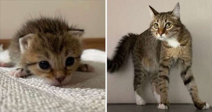 Gatitos Convertidos En Adultos, gato gris con pelo erizado