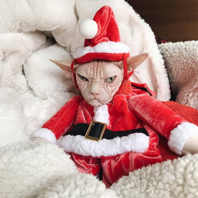 Mascotas Que Odiaron Sus Disfraces Navideños, gato sphynx vestido de Santa Claus