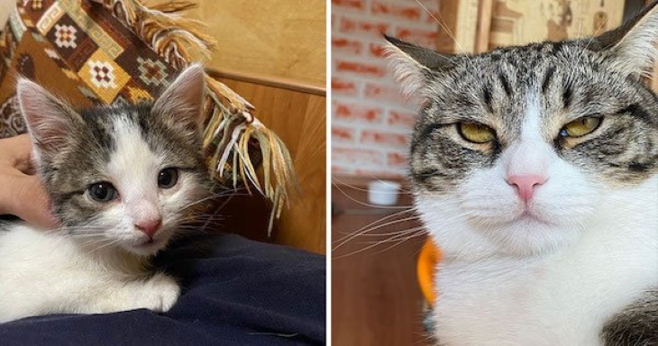 Gatitos Convertidos En Adultos, gato de ojos verdes