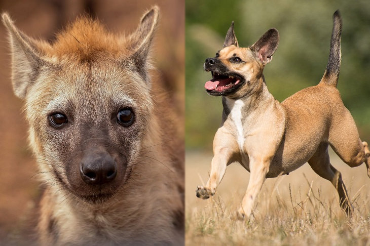 Evolución convergente: hienas y caninos