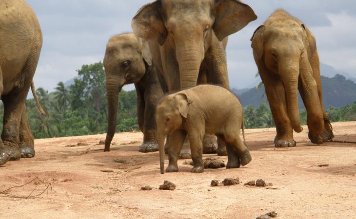 Datos graciosos  sobre animales, elefantes