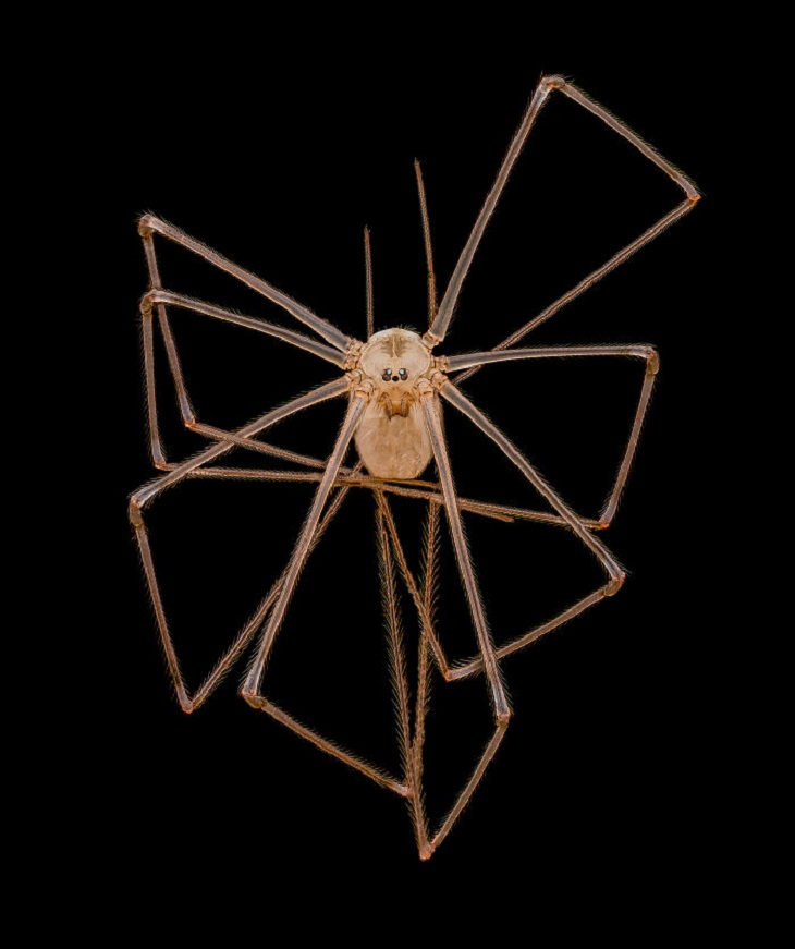 Concurso de Fotomicrografía Nikon Pequeño Mundo, araña de patas largas 