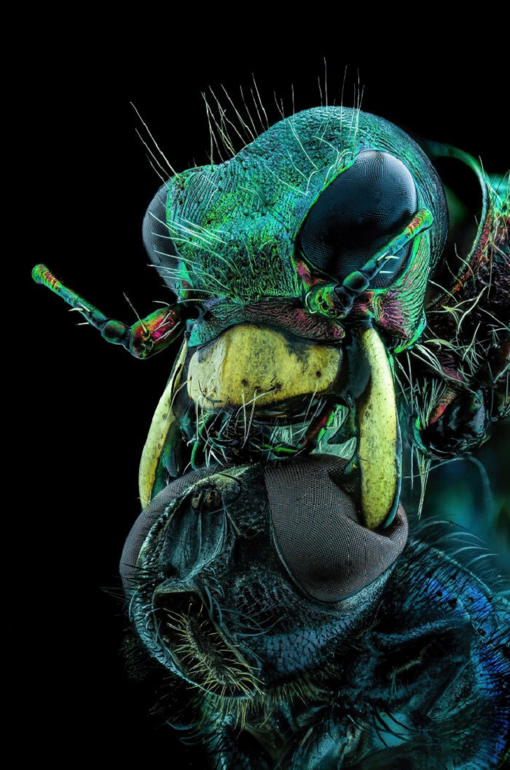 Concurso de fotomicrografía Nikon Pequeño Mundo, mosca y escarabajo tigre