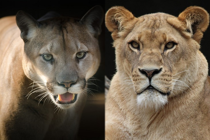 Evolución convergente: puma y león