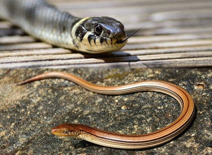 Evolución convergente: lagarto y serpiente sin patas