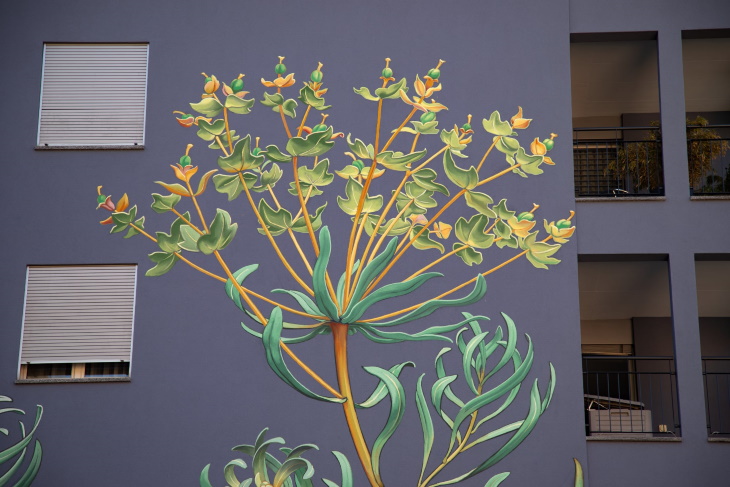 Murales De Flores En Edificios, Euphorbia