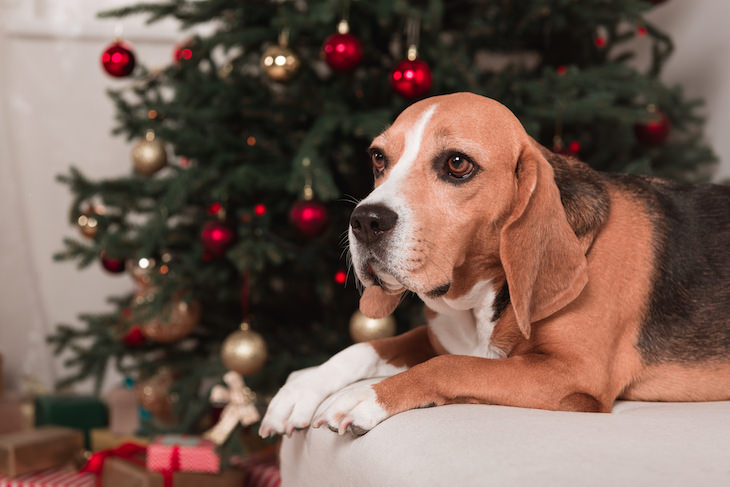 Árbol De Navidad y Mascotas, perro junto al árbol de navidad