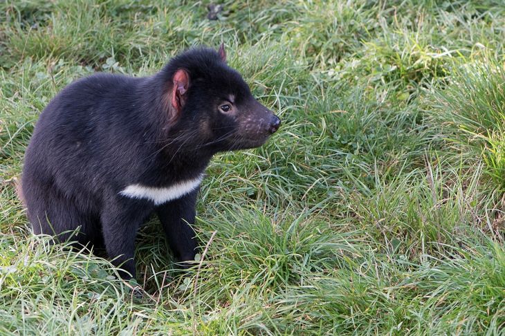 Marsupiales: Demonio de Tasmania