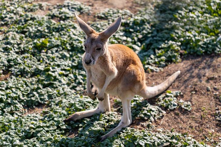 Marsupiales: canguro