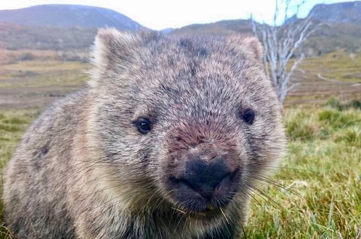 Marsupiales: wombat