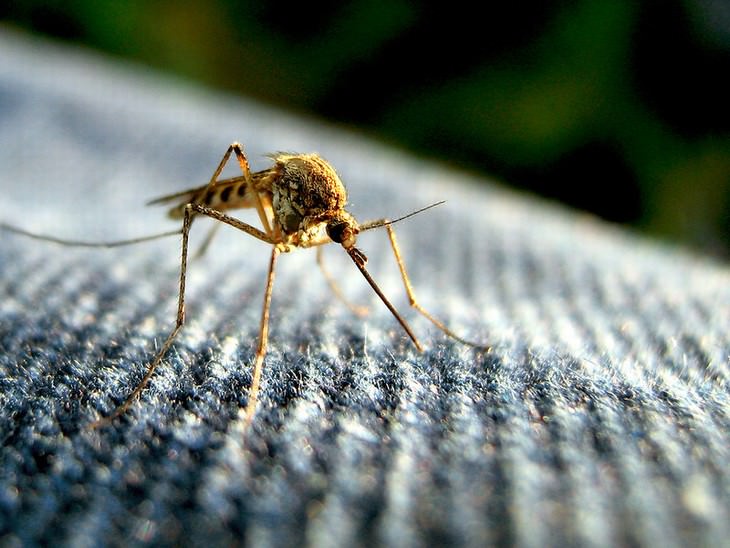 animales más mortíferos de la Tierra Mosquito