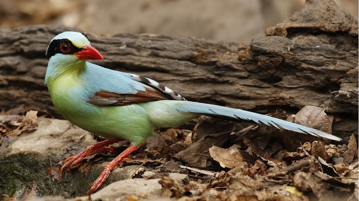 Pájaros coloridos. Urraca verde común