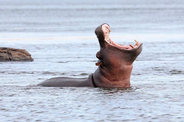 animales más mortíferos de la Tierra Hipopótamo