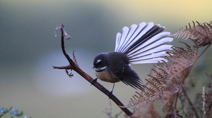 pájaros, cola de abanico de Nueva Zelanda