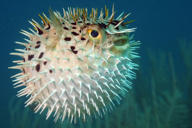 deadliest animals on Earth Pufferfish