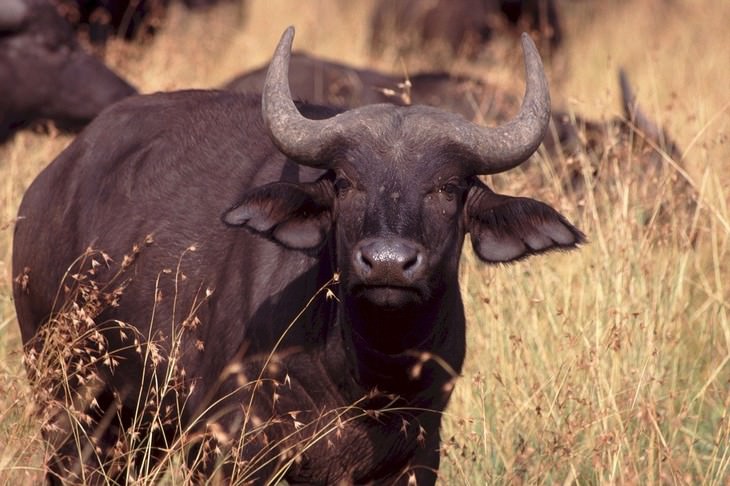 animales más mortíferos de la Tierra Búfalo del Cabo