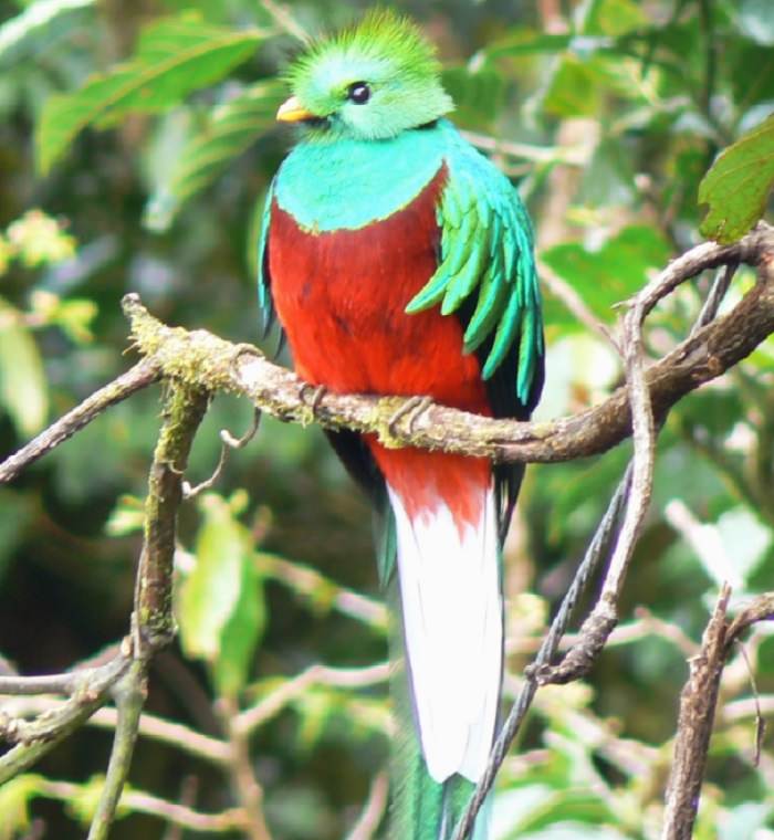 Pájaros coloridos,  Quetzal resplandeciente