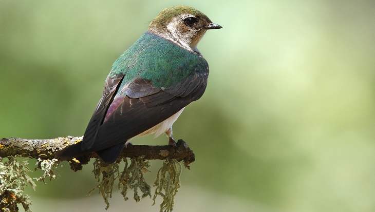 Pájaros coloridos, golondrina verde - violeta