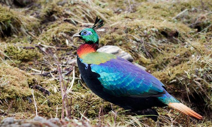 Pájaros coloridos, Monal del Himalaya