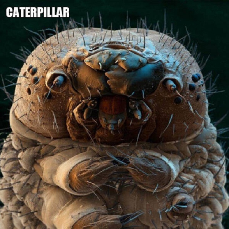 Close-Ups of Bugs & Creatures, catterpillar