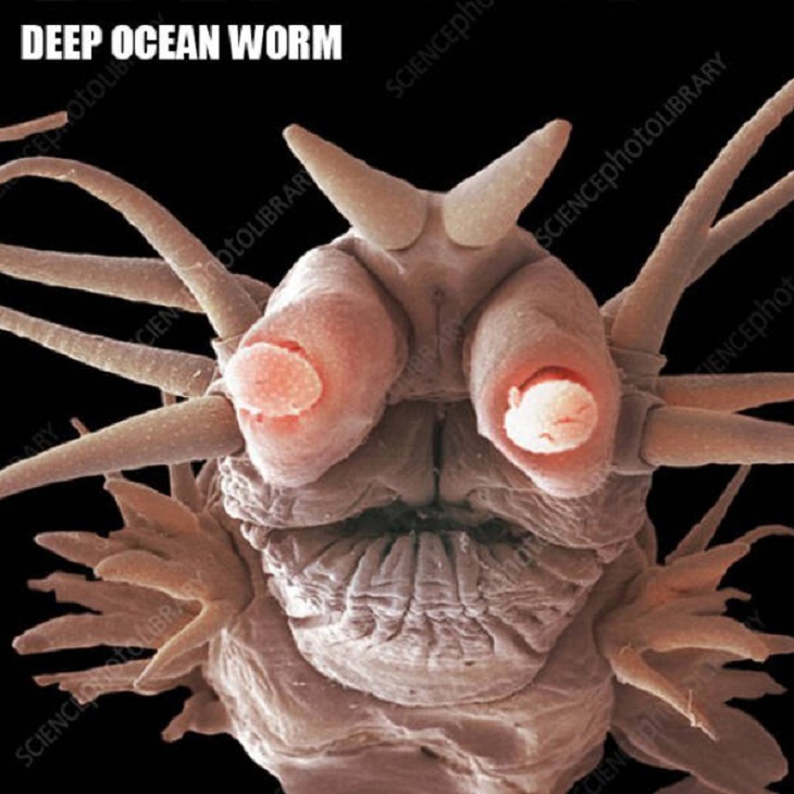 Close-Ups of Bugs & Creatures, deep ocean worm