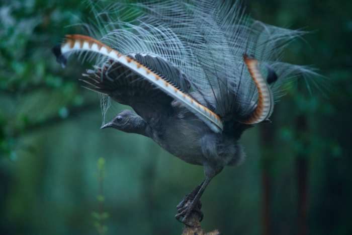 Premios de Fotografía BirdLife Australia - "Tras las huellas de Pretender" por Elmar Akhmetov. Ganador de la cartera
