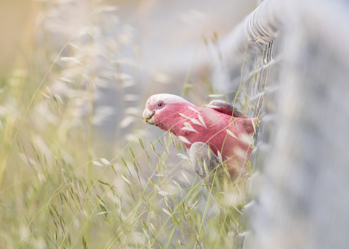 Premios de Fotografía BirdLife Australia - " Inclinándose " de Rebecca Harrison