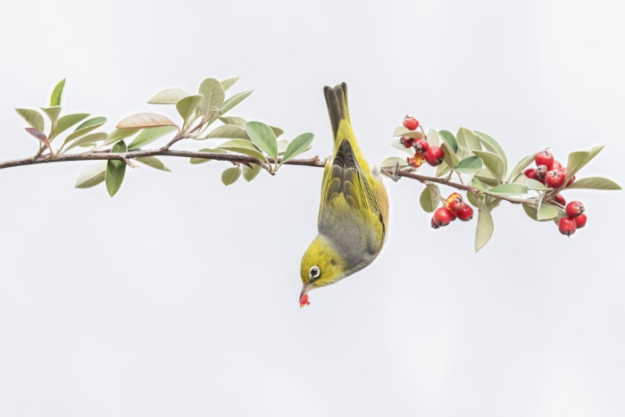 Premios de Fotografía BirdLife Australia - " Bayas para almorzar" de Cheng Kang