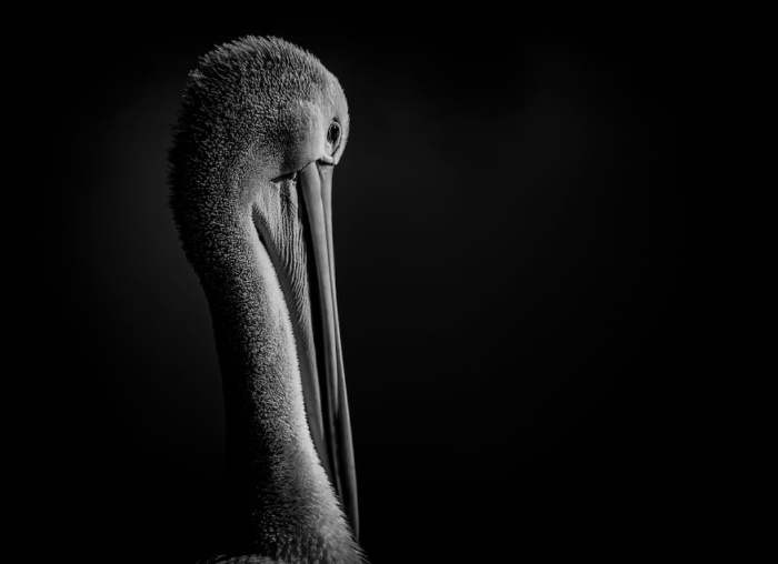 Premios de Fotografía BirdLife Australia - "Contemplating..." de Jacob Dedman