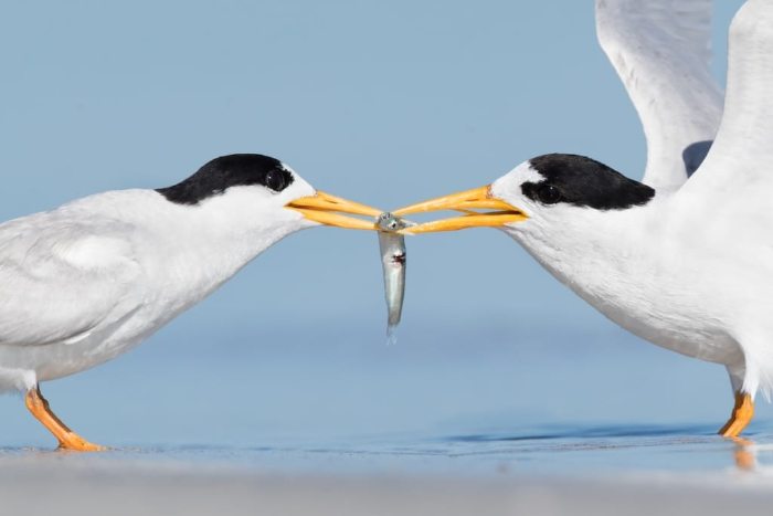 Premios de Fotografía BirdLife Australia - " Lo que es mío es tuyo" de Rebecca Harrison