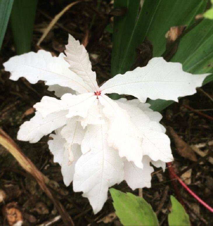 Fotos Colores De La Naturaleza, planta albina