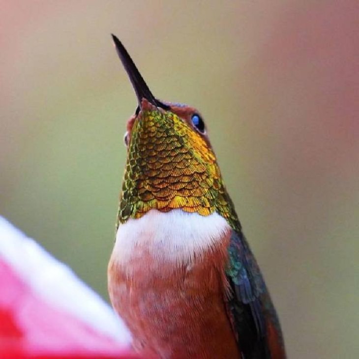 Fotos Colores De La Naturaleza, colibrí