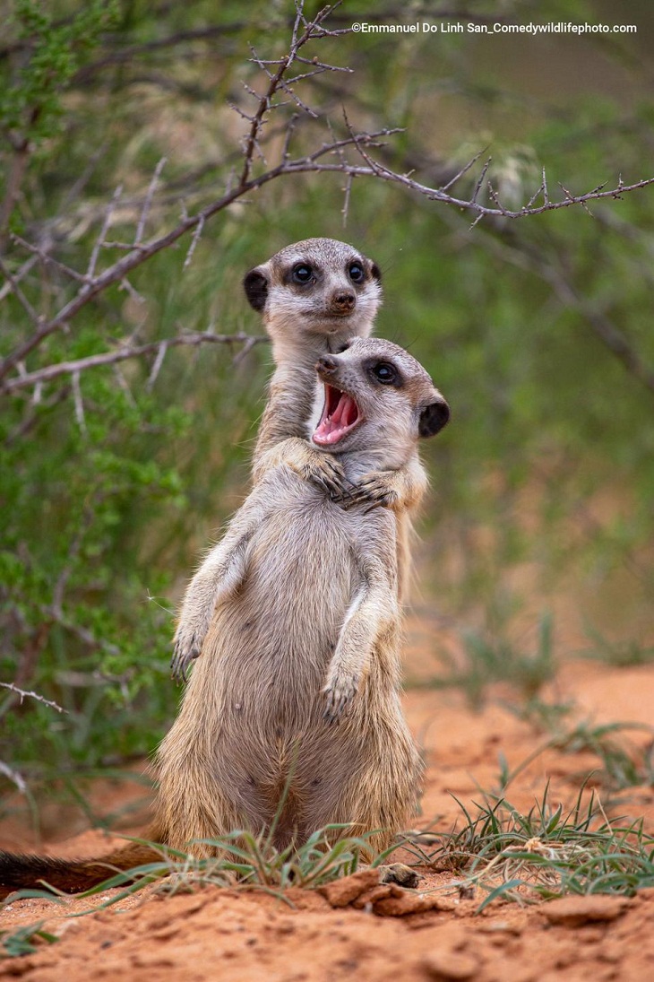 Premios de fotografía cómica de vida salvaje 2022,  suricatos 