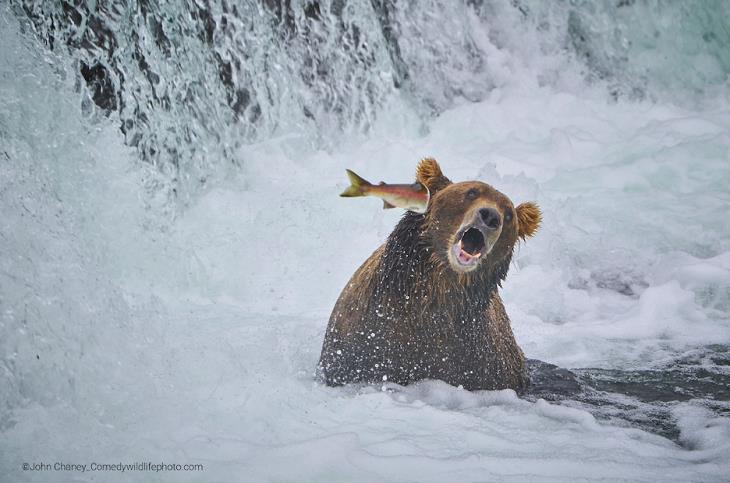 Premios de fotografía cómica de vida salvaje 2022,  oso , pez