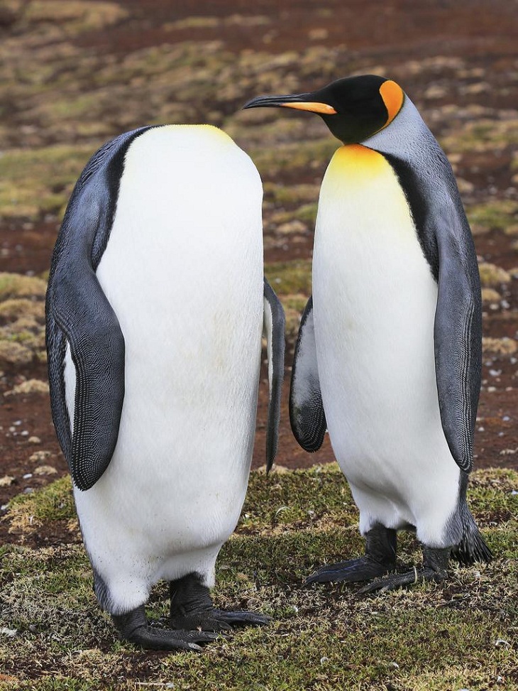 Premios de fotografía cómica de vida salvaje 2022,  pingüinos 