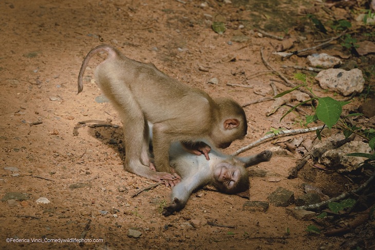 Premios de fotografía cómica de vida salvaje 2022, micos